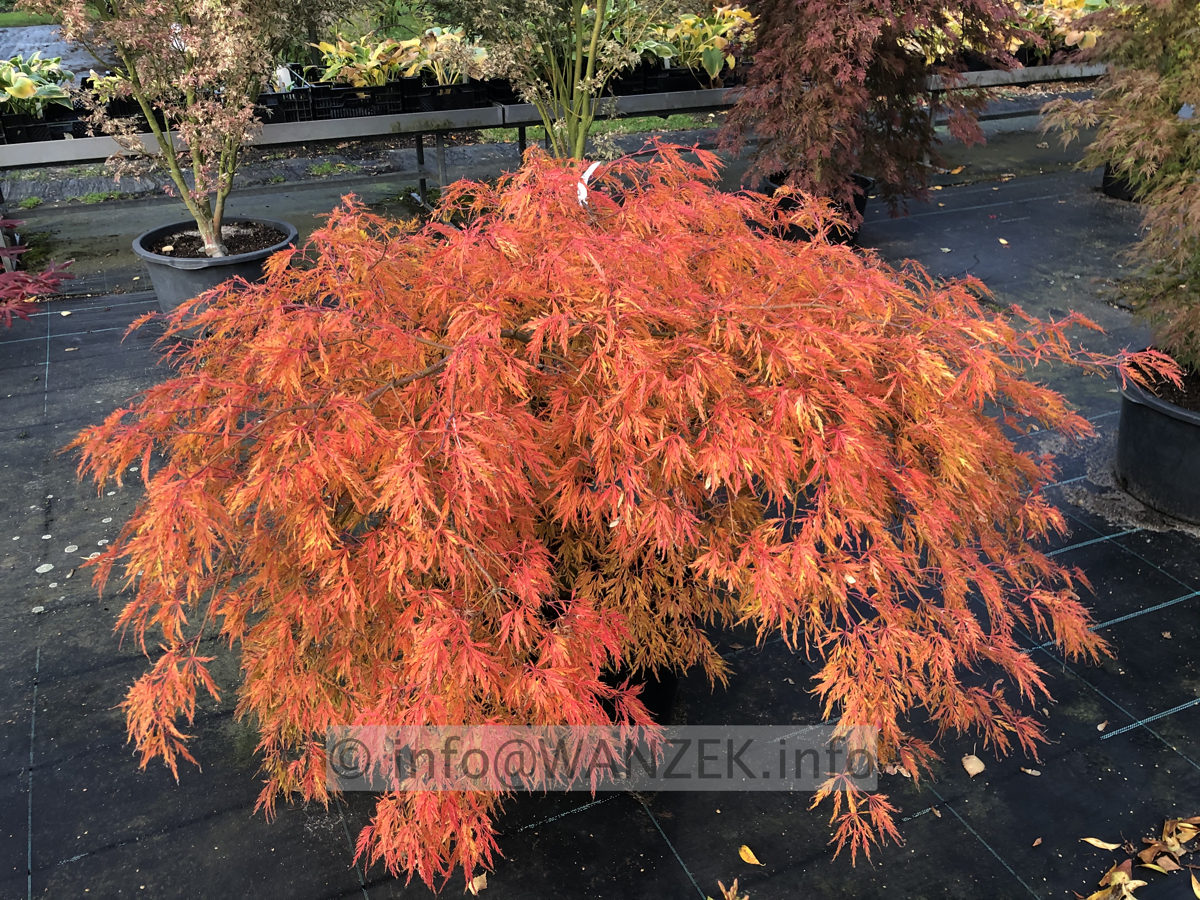 Acer palmatum Dissectum - Herbst 2019 -001.JPG